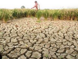 Perlu Mendorong Ketahanan Pangan Berkelanjutan dalam Menghadapi Fenomena El Nino