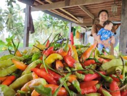 Kementan Berupaya Stabilkan Harga Cabai dengan Memantau Produksi Langsung di Lapangan