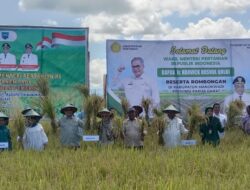 Menteri Pertanian Mendorong Panen Padi di Manokwari untuk Menjadi Lumbung Pangan Papua Barat