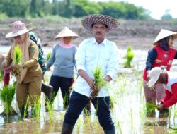 Kementan Mendorong Gerakan Menanam Padi untuk Mempercepat Pengembangan Food Estate di Pulpis Kalteng