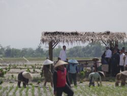 Presiden Jokowi Mendorong Petani untuk Segera Menanam Padi dan Mencapai Target Maret Panen