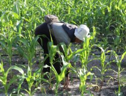 Kementan Menegaskan Pertumbuhan Jagung Subur di Lahan Food Estate, Bantah Praktik Tanam di Polybag