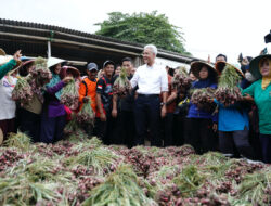 Ganjar dan Ribuan Petani Brebes Sukses Panen Raya Bawang Merah