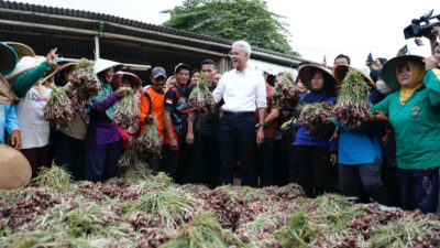 Ganjar dan Ribuan Petani Brebes Sukses Panen Raya Bawang Merah