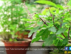 Manfaat Air Tulsi untuk Mengobati Penyakit ini