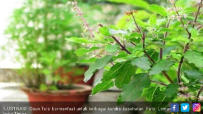 Manfaat Air Tulsi untuk Mengobati Penyakit ini