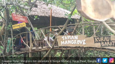 Kolaborasi antara Nol Karbon & KPH Wilayah III Aceh untuk Restorasi Hutan Mangrove