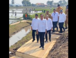 Jokowi Berkunjung ke Area Persawahan di Kalteng, Pematang Sawah Bersorotan